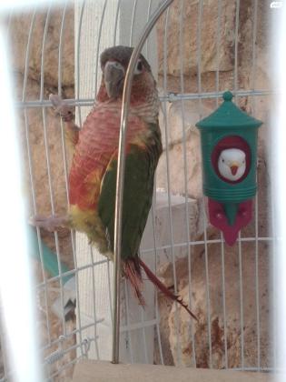 תוכי גרין צ'יק פעיל ושמח