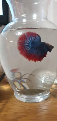 דגי קרב מיוחדים ,,דג שחיי