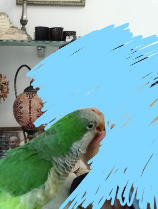 תוכי מיוחד מאוד, חכם, חמוד,