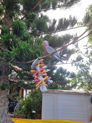 תוכי קקדו גאלה בן חצי