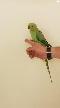 למכירה תוכי דררה האכלת יד