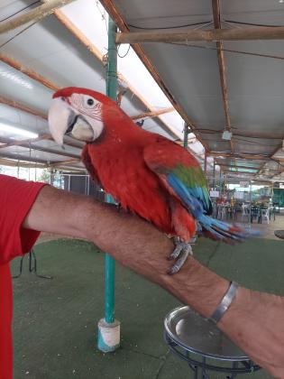 מבחר של ארות צעירות יש