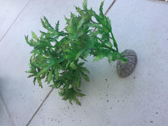 למכירה צמחים לאקווריום