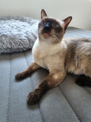 גור סיאמי בן 4 חודשים