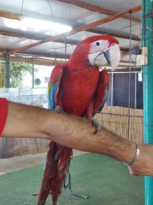 מבחר של ארות צעירות יש