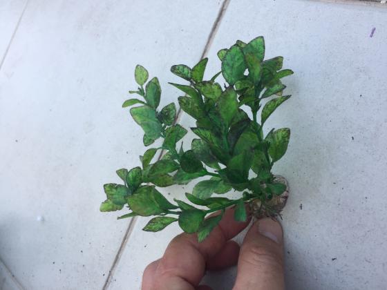 למכירה צמחים לאקווריום