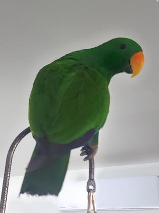 אקלקטוס זכר, בן 8 חודשים