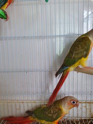 קוניור גרינצ'יק אננס פרא למכירה