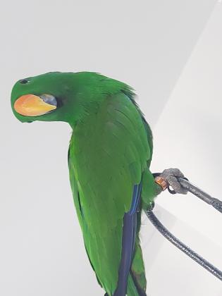 אקלקטוס זכר, בן 8 חודשים