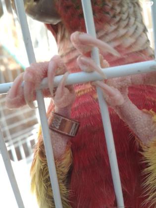 תוכי גרין צ'יק פעיל ושמח