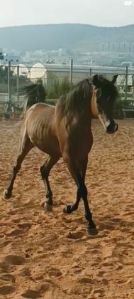 סייח ערבי טהור בן שנה