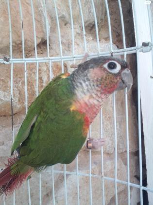 תוכי גרין צ'יק פעיל ושמח