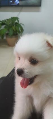 כלב שפיץ ננסי