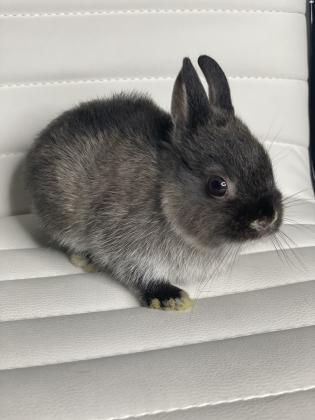 ארנב ננסי הולנדי גזעי הארנב