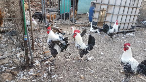 תרנגולות ותרנגולי פיומי ממצרים