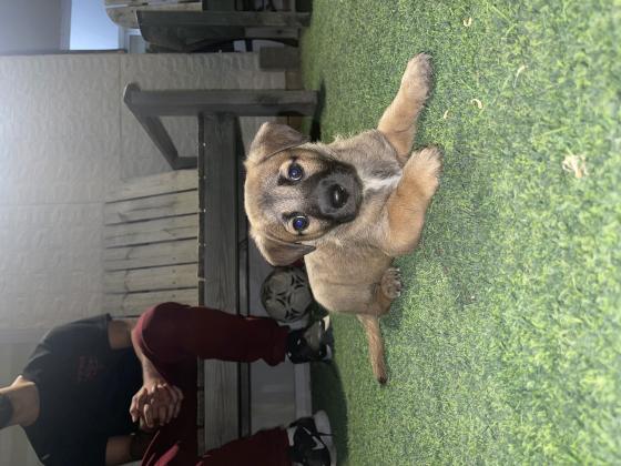 פקינז מעורב עם רועה בלגי