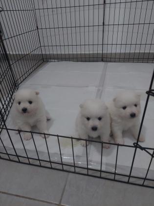 3 נקבות שפיץ יפני ננסי, גזעיות