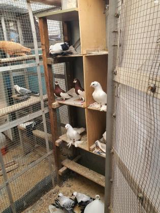 יונים מובחרים למחירה