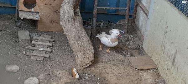 יש זוגות של מנדרינים מופע