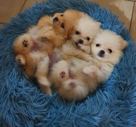 גורי פומרניאן ננסי מהממים, זכר