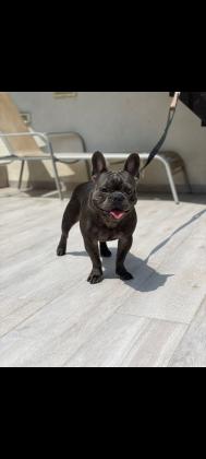 זכר בולדוג צרפתי כחול בן