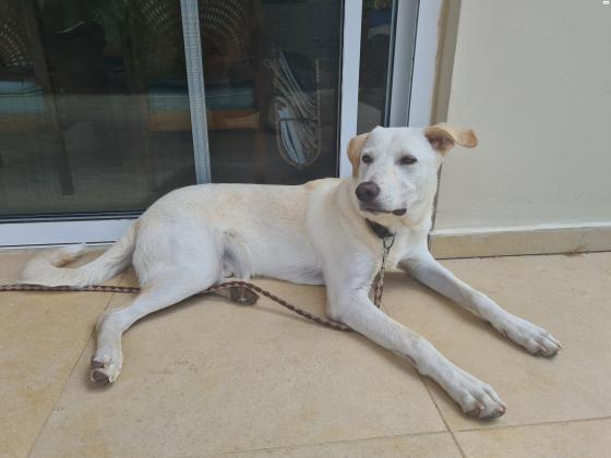 ג'ואי הוא כלב כנעני מעורב