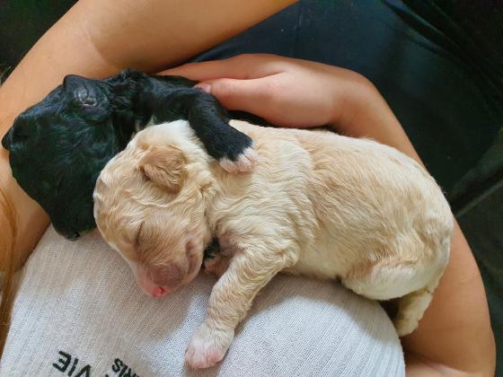 שיפדודל ביבוא מארה"ב! פודל ענק