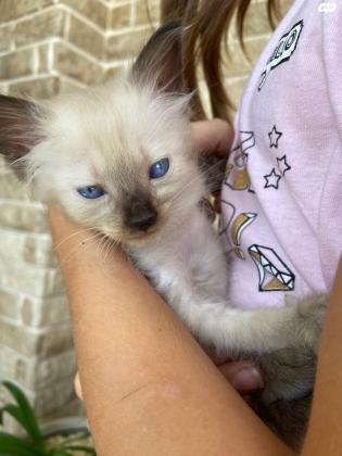 גורים סיאמיים למכירה