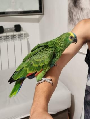 אמזונה בלו פרונט בן שלושה