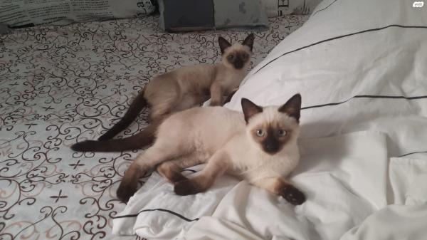 חתולים סיאמים מסוג בלינז יפים