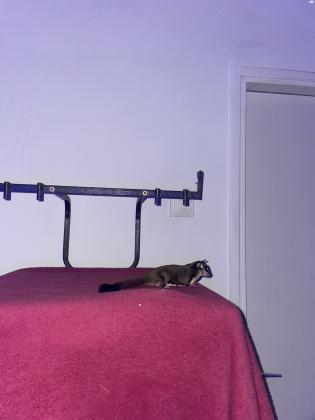 שוגר גליידר בן חצי שנה