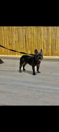 זכר בולדוג צרפתי כחול בן שנה וחודשיים