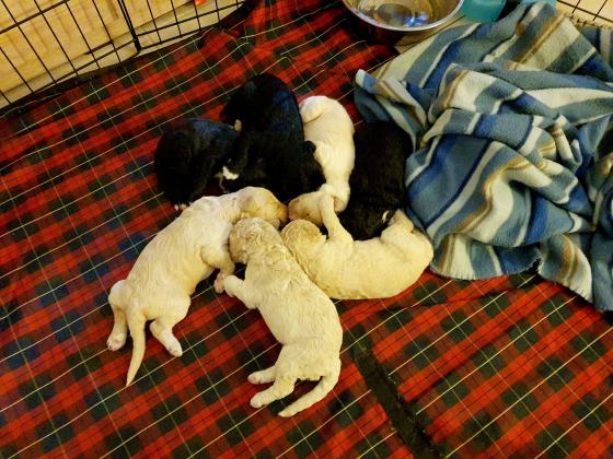 שיפדודל ביבוא מארה"ב! פודל ענק