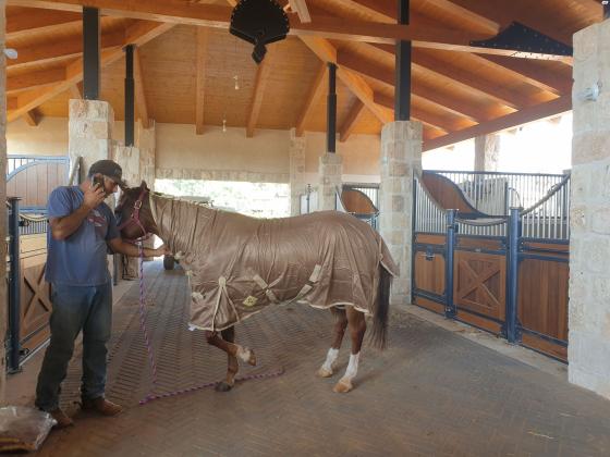רשת זבובים בצבע זהוב, עמידה,