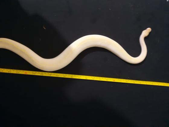 פיתון מתכדר אייבורי ivory