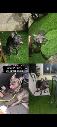 זכר בולדוג צרפתי כחול בן