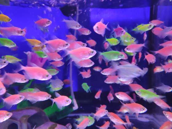 דגי טטרה גלופיש 10 ב100₪צבעים