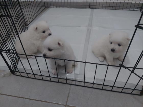 3 נקבות שפיץ יפני ננסי, גזעיות