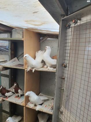 יונים מובחרים למחירה