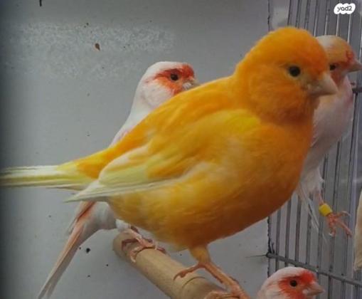 זוג פיפים צהובים 2022 יפיפים