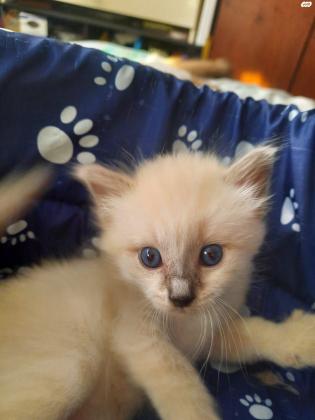 חתולים סיאמים מסוג בלינז יפים