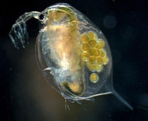 דפניות וצדפניות אוכל חי לדגים