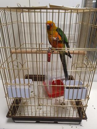 תוכי קוניור שמש, האכלת יד