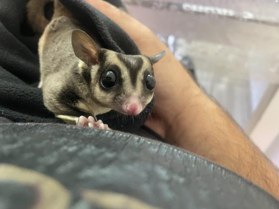 שוגר גליידר בן חצי שנה