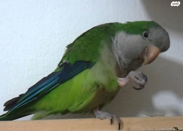 למכירה תוכי קוואקר חכם מאוד