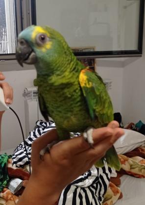 אמזונה בלו פרונט בן שלושה