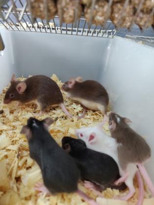 עכברים למכירה למעוניינים נא לצור