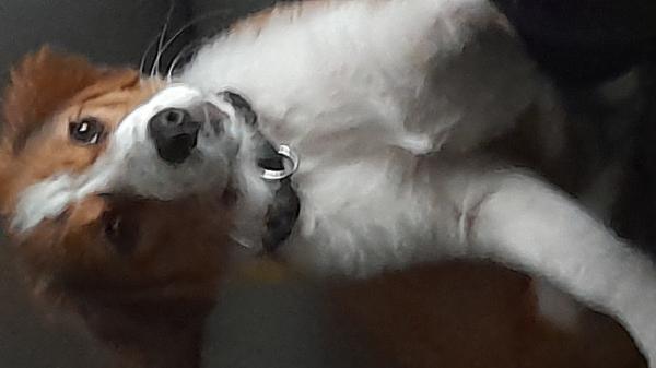 רועה כנעני מעורב עם בלגי