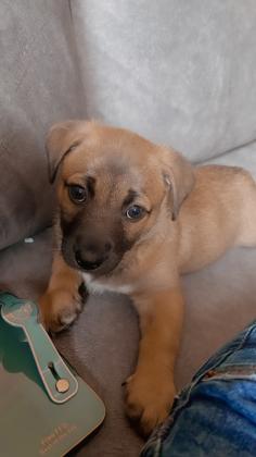 פקינז מעורב עם רועה בלגי