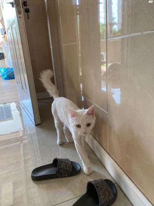 חתול שיראזי גיל שנה למסירה